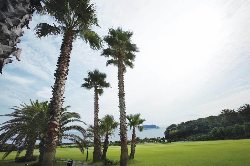 Seogwipo KAL Hotel Eksteriør billede Palm trees in Jeju Island